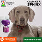 Calming Diffuser Kit for Dogs Puppy Pet Separation Anxiety Relief Calm Pheromone