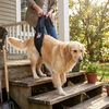 Dog Lift Support Harness lifestyle
