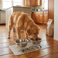 Elevated Pet Bowl Set lifestyle